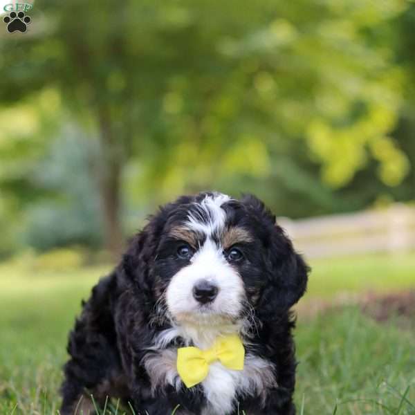 Shadow, Bernedoodle Puppy